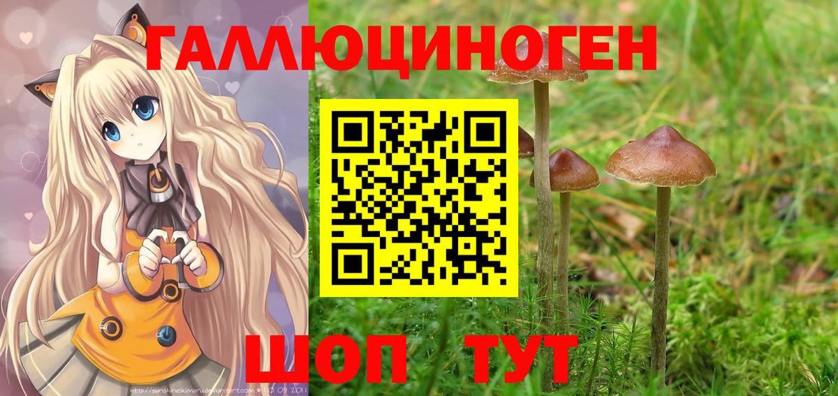Псилоцибиновые грибы Psilocybe  Вход с VPN  Псков 